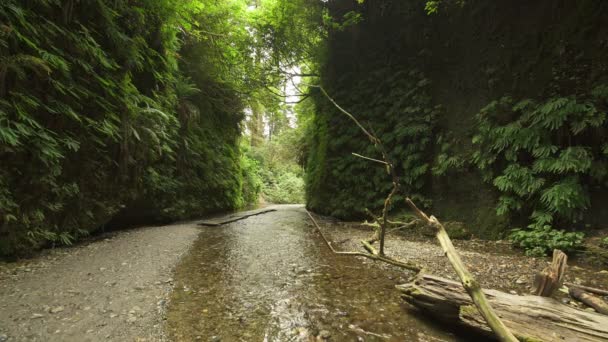 Redwood National Park Fern Canyon Fallen Tree Creek California — Stock Video