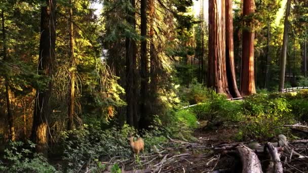 Sequoia Kralları Kanyonu Ulusal Park Katır Geyiği Sunset Grant Grove — Stok video