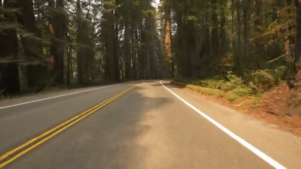 Redwood National Park Stout Grove Körning Tempererad Regnskog Kalifornien — Stockvideo
