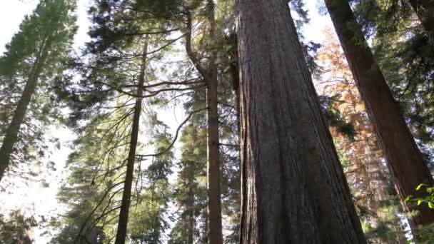 Sequoia Ulusal Parkı Dev Ormanı Kaliforniya Pan Sağa — Stok video