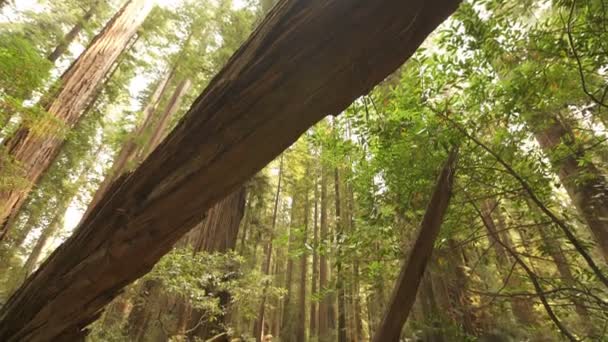 Parque Nacional Redwood Arboles Gigantes Caídos Bosque Lluvioso California Inclinado — Vídeos de Stock