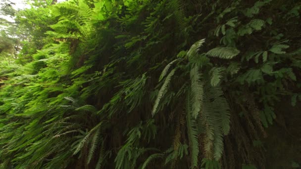 Национальный Парк Редвуд Каньон Дождевой Лес Калифорнии — стоковое видео