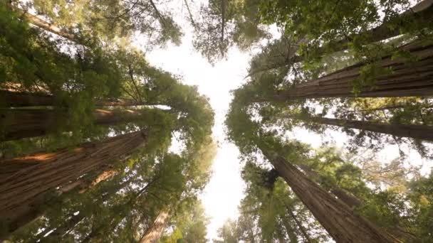 Национальный Парк Редвуд Глядя Вверх Стаут Гроув Дождевой Лес Калифорния — стоковое видео