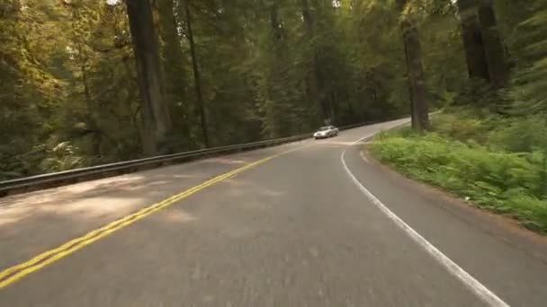 Redwood National Park Stout Grove Körning Tempererad Regnskog Kalifornien — Stockvideo