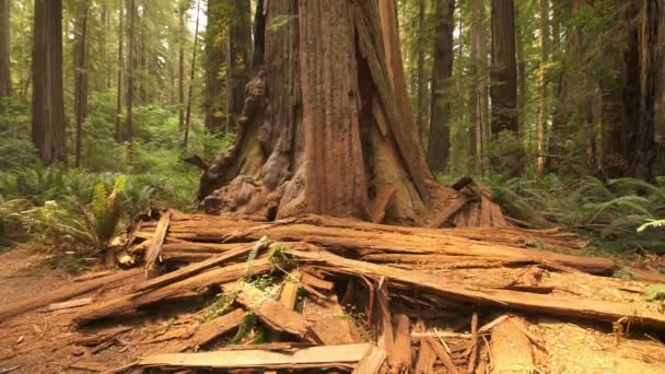 Parque Nacional Redwood Árboles Gigantes Caídos Selva Tropical Inclinarse Hacia — Vídeos de Stock