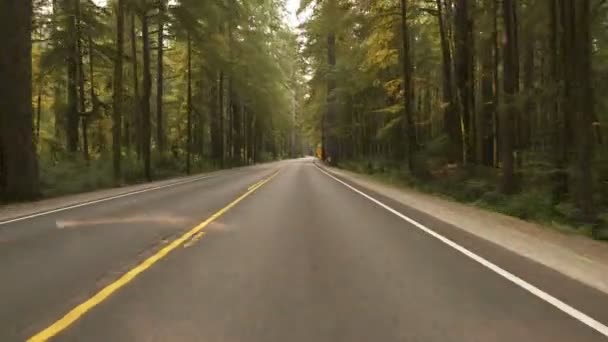 Redwood National Park Stout Grove Driving Temperate Rainforest California — Stock video
