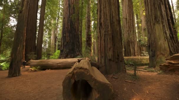 Redwood Ulusal Parkı Dev Ağaçlar Yağmur Ormanındaki Kütükler Kaliforniya Eğiyor — Stok video