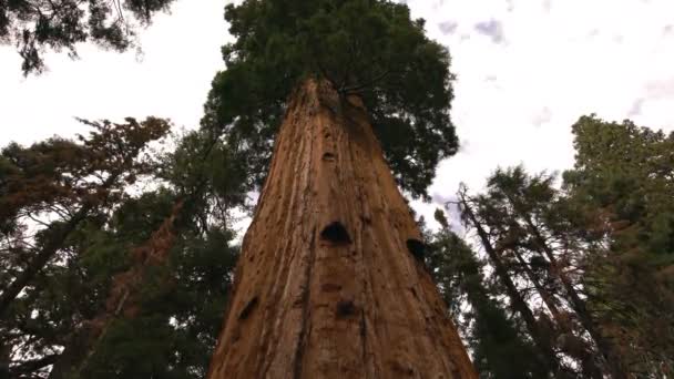 セコイア国立公園シャーマングローブタイムラップ巨大な木と雲カリフォルニア Zoom — ストック動画