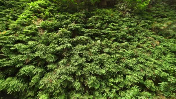 Fern California Nın Redwood Ulusal Parkı Fern Kanyonu Duvarı — Stok video