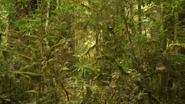 Redwood National Park Stout Grove Moss Covered Rainforest Pan Left — Stok Video