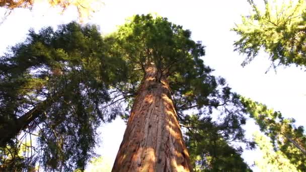 セコイア国立公園巨大な森の夕日を見上げてカリフォルニアパン右 — ストック動画