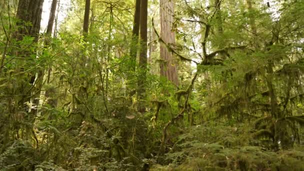 Национальный Парк Стаут Гроув Мосс Закрыл Тропический Лес — стоковое видео