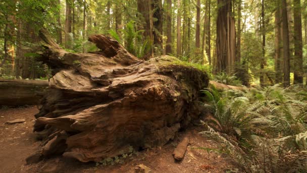 Redwood Ulusal Parkı Düşen Dev Ağaçlar Yağmur Ormanı California Kütükler — Stok video