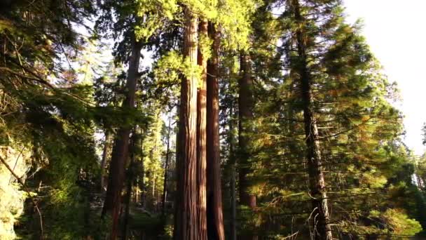 Sequoia Ulusal Parkı Dev Orman Pan Sağ Günbatımı Kaliforniya — Stok video