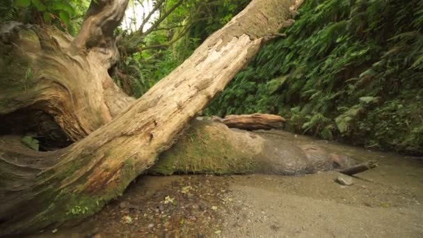 レッドウッド国立公園ファーンキャニオン巨大な倒木とクリークカリフォルニア — ストック動画