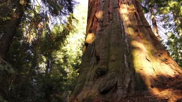 Національний Парк Секвоя Гігантський Ліс Сансет Pan Left Time Lapse — стокове відео