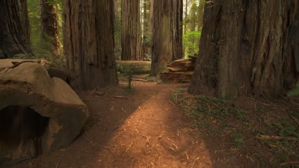 Yağmur Ormanlarındaki Redwood Ulusal Parkı Dev Ağaçları Koca Kalın Koruluğu — Stok video