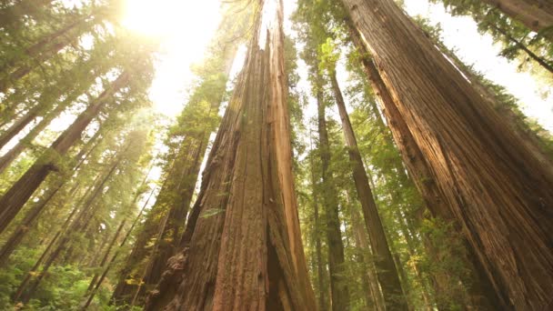 Redwood Ulusal Parkı Sabah Işığı Yağmur Ormanı Koca Korusu Kaliforniya — Stok video