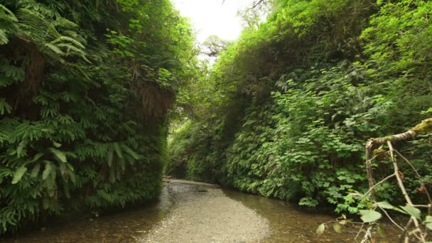 Redwood National Park Fern Canyon Creek California — Video Stock