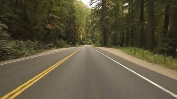 レッドウッド国立公園スタウトグローブ運転テンプレート Rainforest California — ストック動画