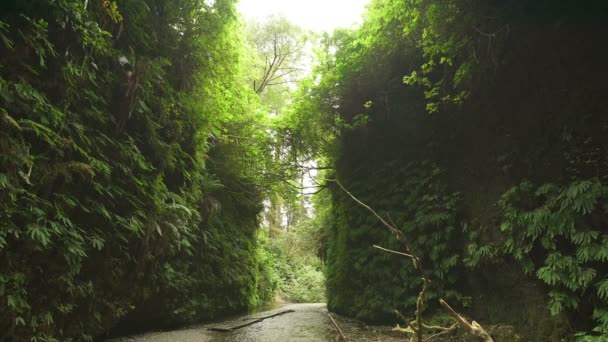 Yağmur Ormanı Kaliforniya Daki Redwood Ulusal Parkı Fern Kanyonu Deresi — Stok video