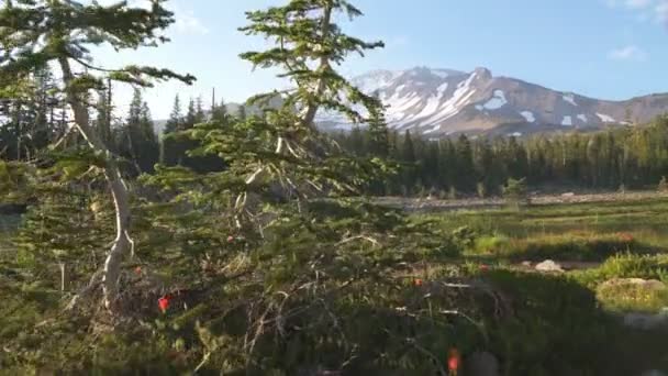 Mount Shasta Panther Meadows Stabilizer Gimbal Sköt Framåt Kalifornien — Stockvideo