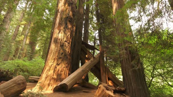 Redwood National Park Fallen Giant Trees Stout Grove California — Stock video