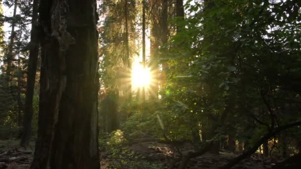 セコイア国立公園 ジャイアントフォレストサンセットライトカリフォルニアパン右 — ストック動画