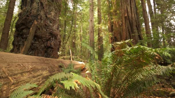 Национальный Парк Редвуд Фернс Гигантские Деревья Калифорнийской Роще Стаут Гроув — стоковое видео