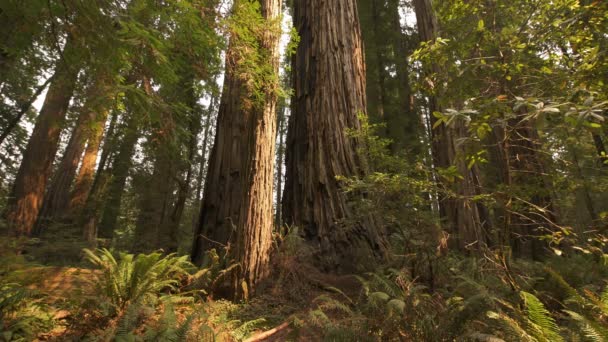 加利福尼亚雨林矮树丛中的红杉国家公园 蕨类和巨树 — 图库视频影像