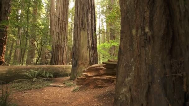 Национальный Парк Редвуд Глядя Вверх Гигантские Деревья Тропических Лесах Tilt — стоковое видео