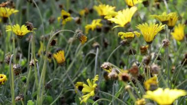 Sarı Bahar Çiçekleri sağa ve sola