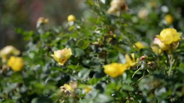 Gül Çiçeği Sarı Odaklan ve Dışarı