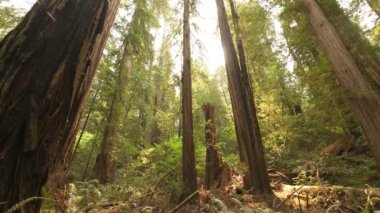 Yağmur Ormanları 'nda Redwood Ulusal Parkı Güneş Işığı Kaliforniya