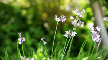 Bahar çiçekleri dalgalanıyor ve dalgalanıyor.