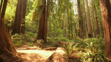 Redwood Ulusal Parkı Güneş Işığı Yağmur Ormanı Kalın Koruluğu Kaliforniya 'yı vurdu