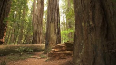Devasa Ağaç Yağmur Ormanında Sekoya Ulusal Parkı Rüzgarları Kalın Koruluk California