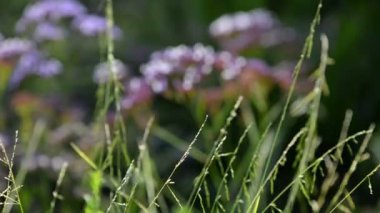 Bahar Çiçekleri Mor Odaklanıyor