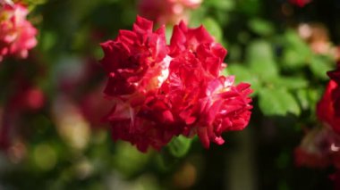 Kırmızı gül çiçeği yakın plan