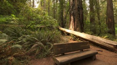 Stout Grove California 'daki Redwood Milli Parkı Wood Bench