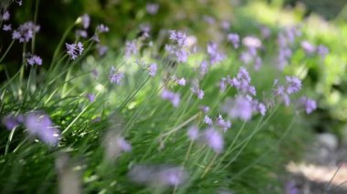 Bahar Çiçekleri Mor Odaklanma İçeri ve Dışarı Görünümü