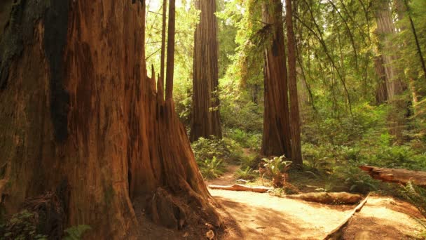 Redwood National Park Sollys Giant Træer Regnskoven Stout Grove – Stock-video