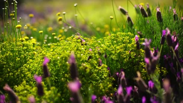 蜜蜂和春花薰衣草的进进出出 — 图库视频影像