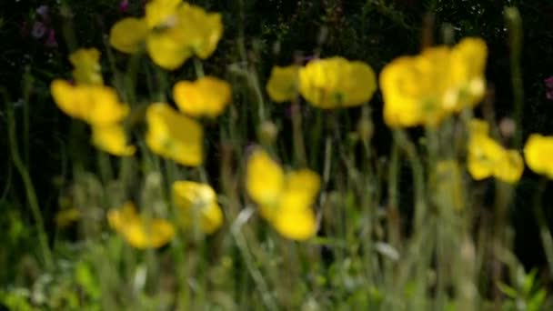 Gele Lente Bloemen Zwaaien Focus Uit — Stockvideo