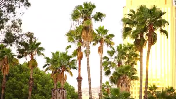 Zonsondergang Palm Bomen Los Angeles Californië — Stockvideo