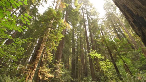 Национальный Парк Redwood Sunlight Калифорнийском Стаут Гров — стоковое видео