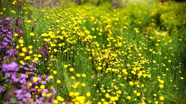 Žluté Jarní Květiny Levandule — Stock video