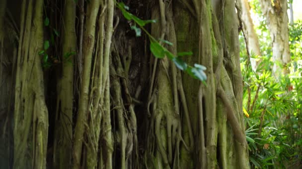 Bomen Subtropische Jungle — Stockvideo