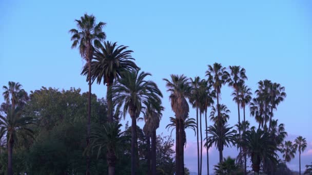 Palm Bomen Bij Dusk Los Angeles California — Stockvideo