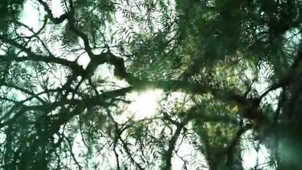 Δέντρο Αφήνει Την Εστίαση Έξω — Αρχείο Βίντεο
